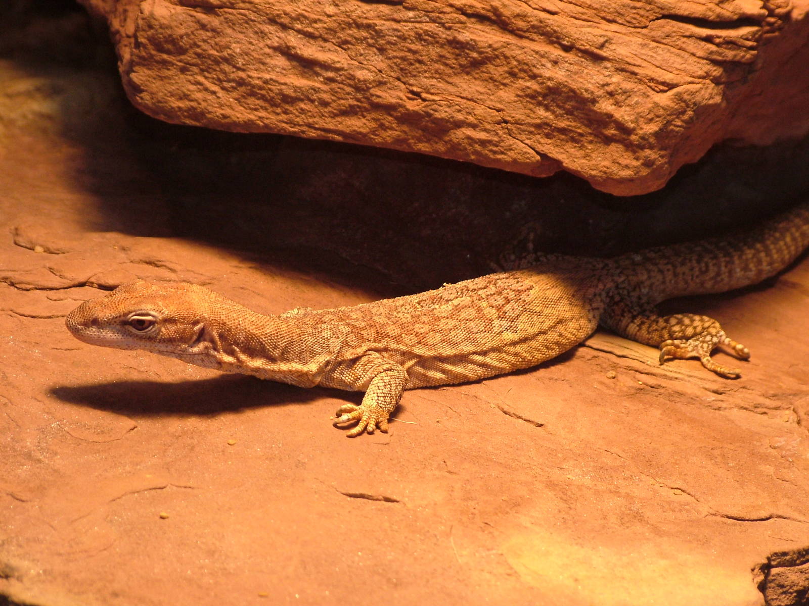 Speckled Monitor at Wilhelma, Stuttgart 08/09/06