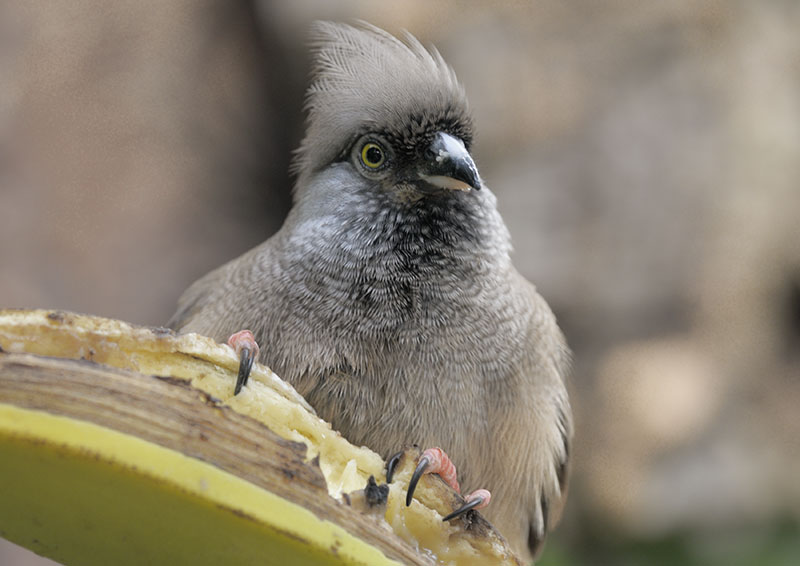Speckled Mousebird 1 Banana 0