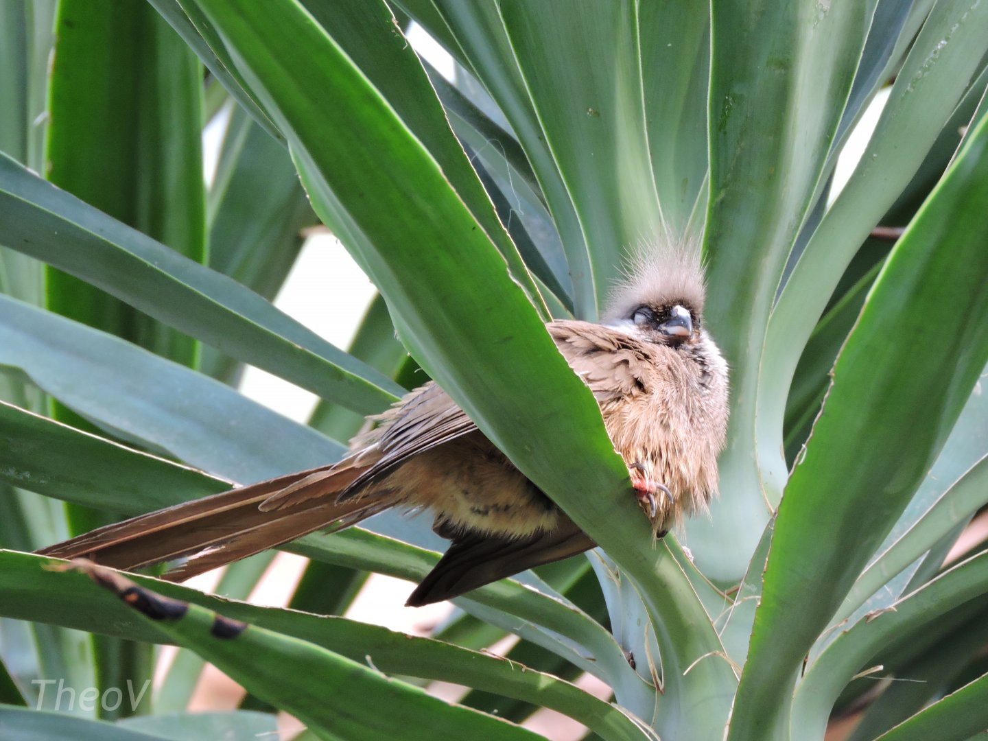 Speckled mousebird [2016]