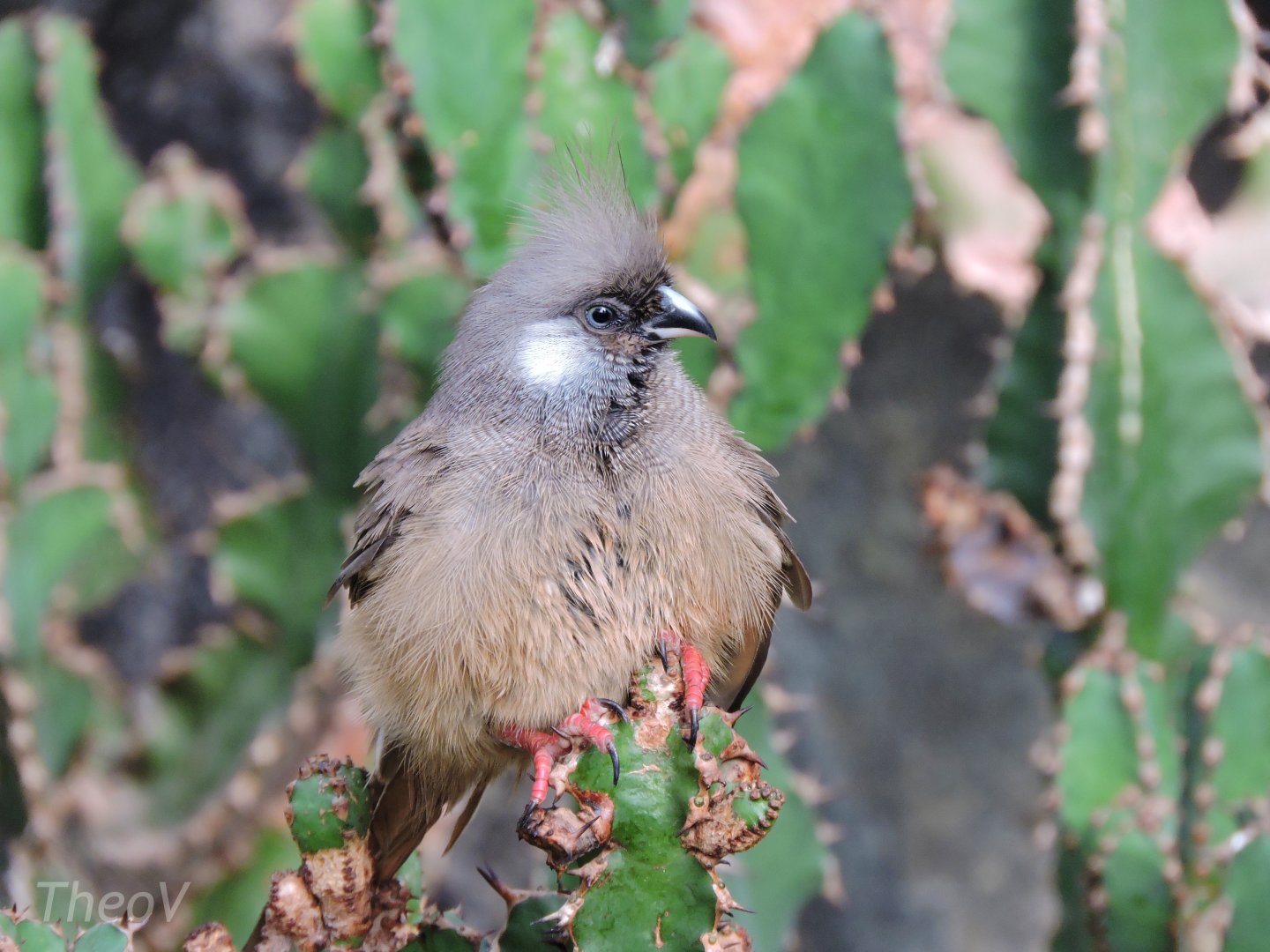 Speckled mousebird [2016]