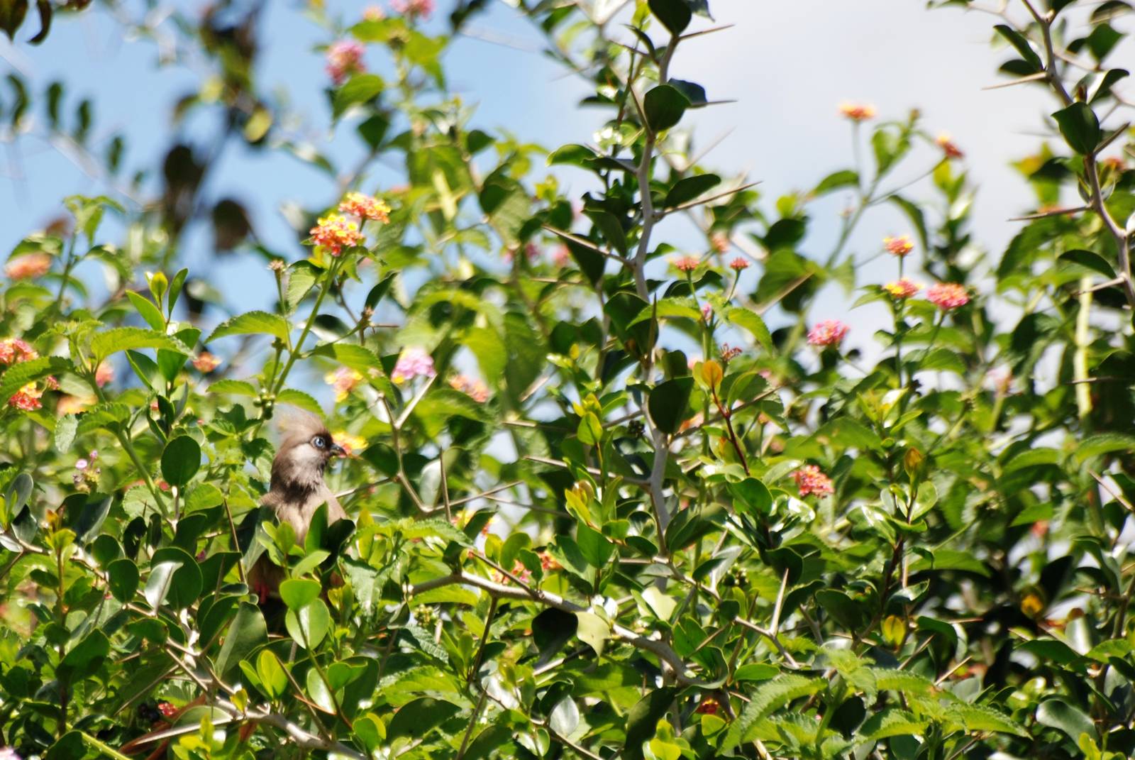 Speckled Mousebird at Bishoftu, 11/10/14