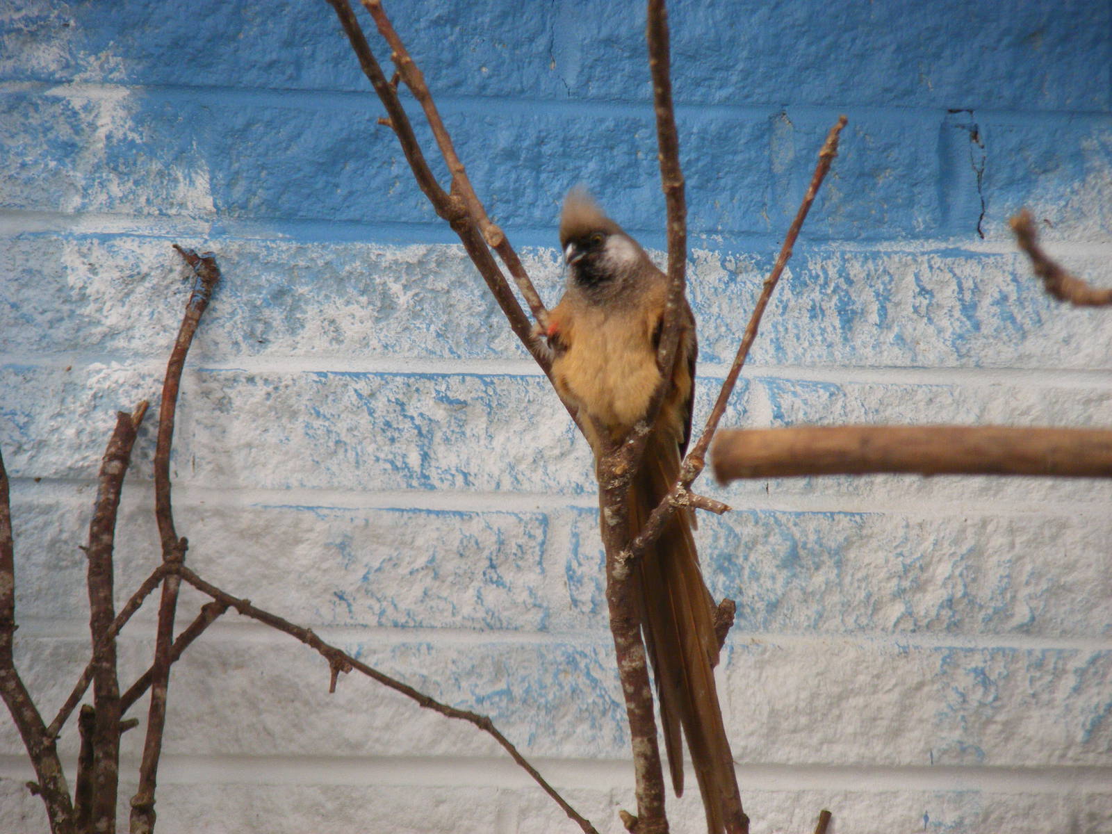 Speckled mousebird at Paultons Park, 2 October 2011