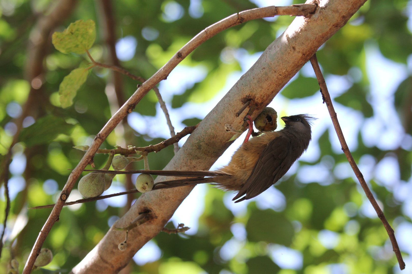 Speckled Mousebird (Colius striatus) ID?