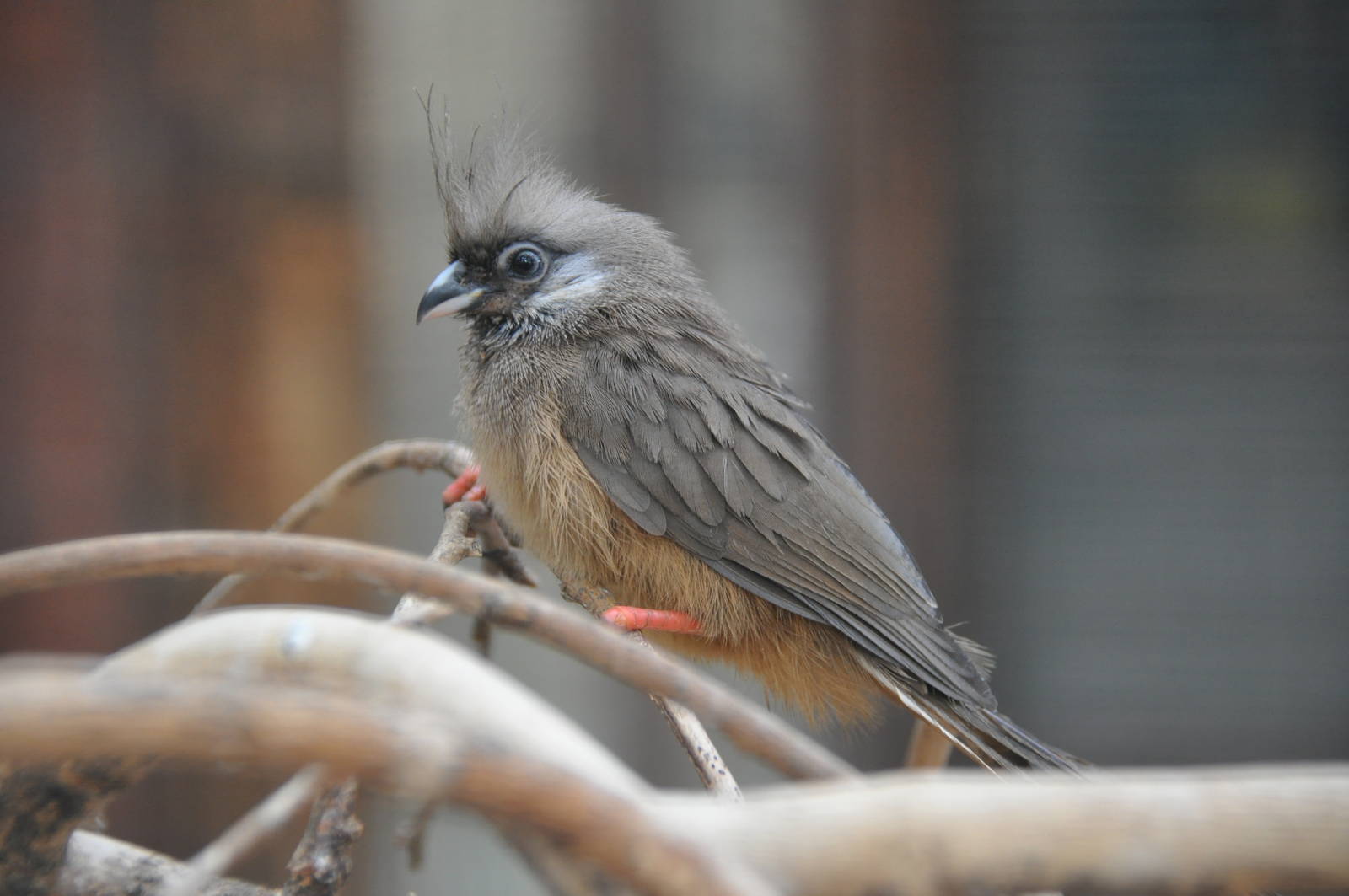 Speckled mousebird/ Colius striatus