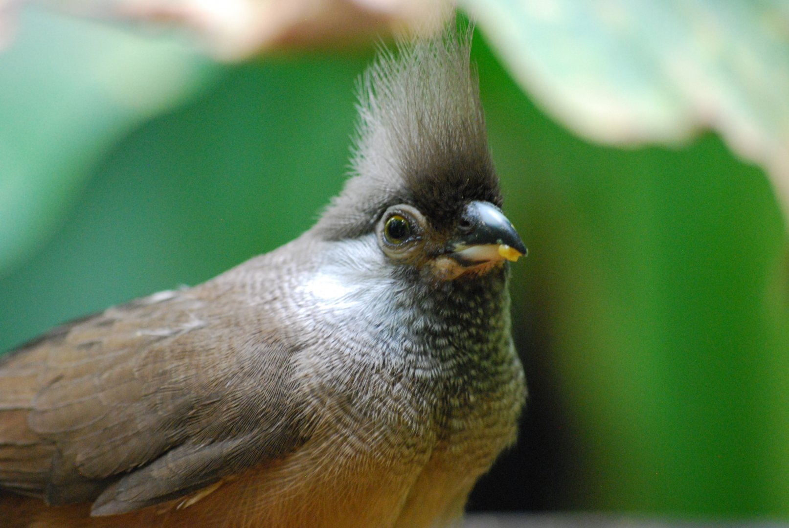 Speckled Mousebird (Colius striatus)
