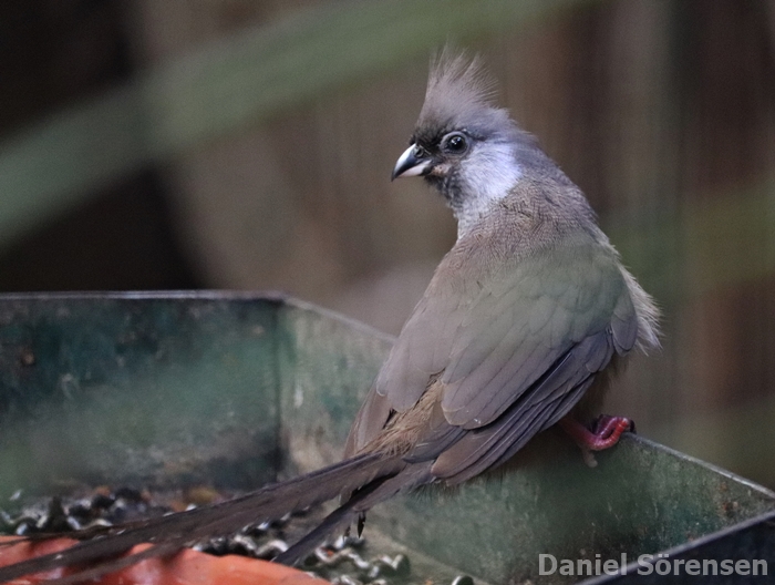 Speckled mousebird (Colius striatus)