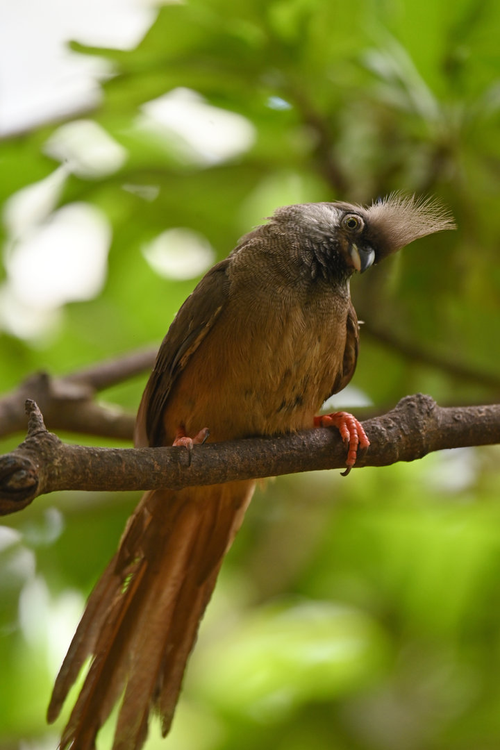 Speckled Mousebird Colius striatus