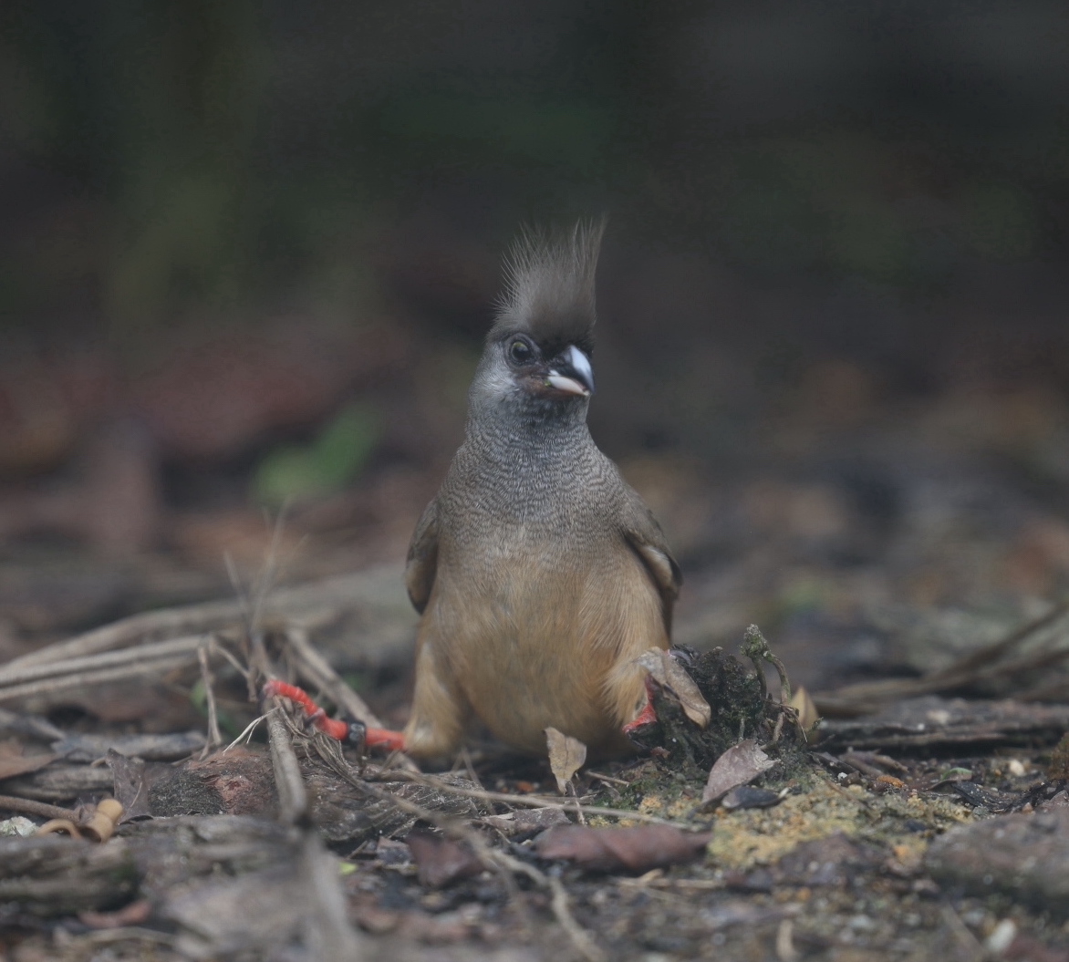 Speckled Mousebird (Colius striatus)