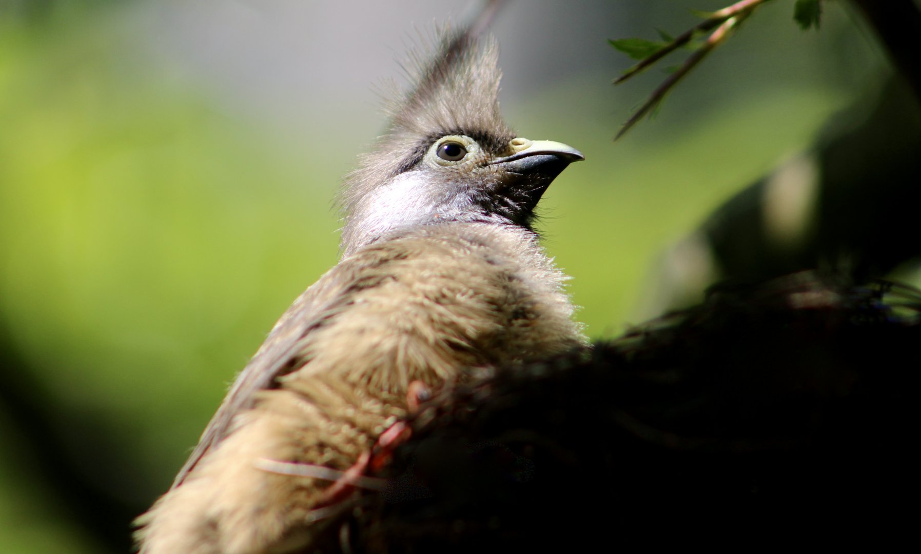 Speckled Mousebird (Colius striatus)
