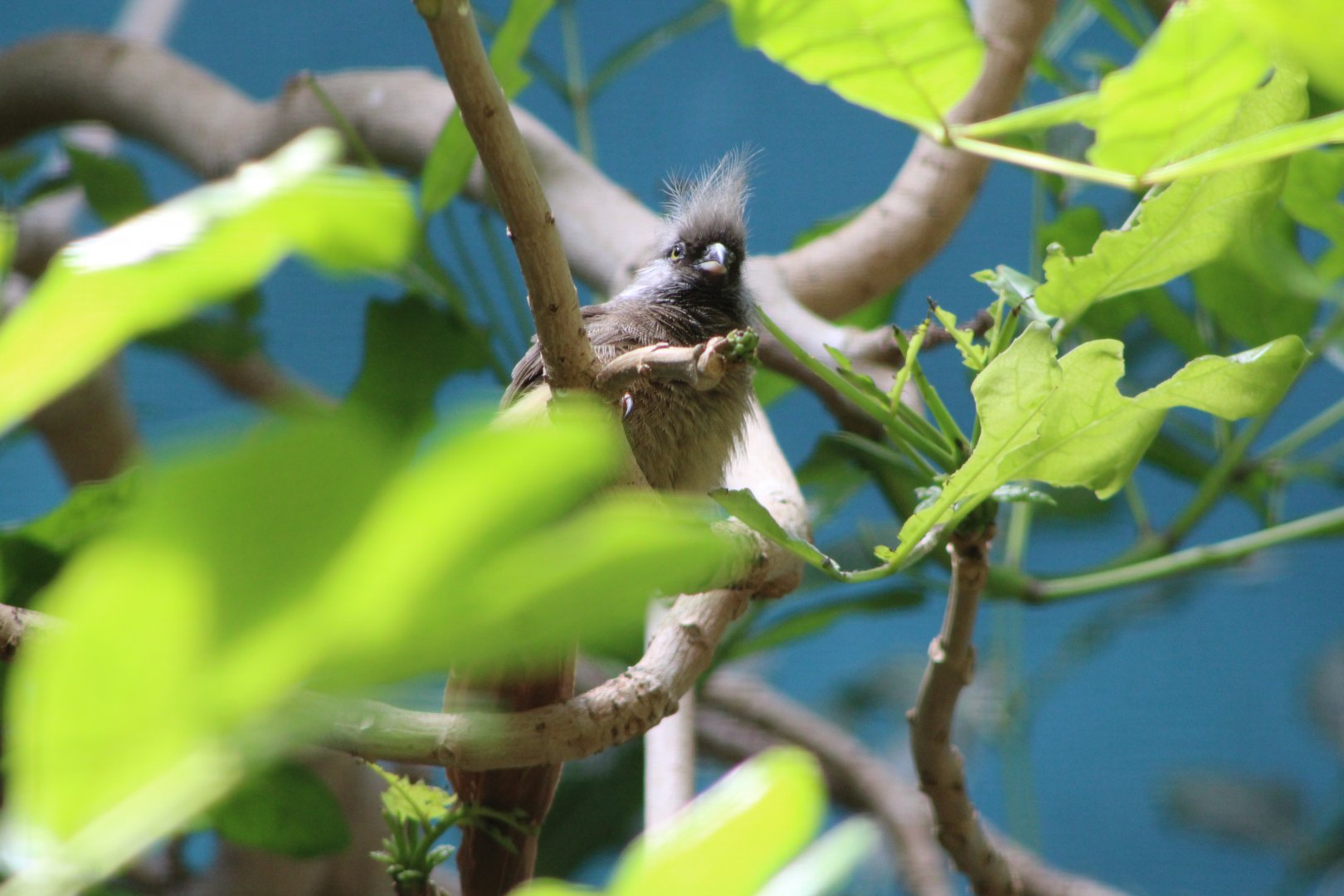 Speckled Mousebird (Colius striatus)