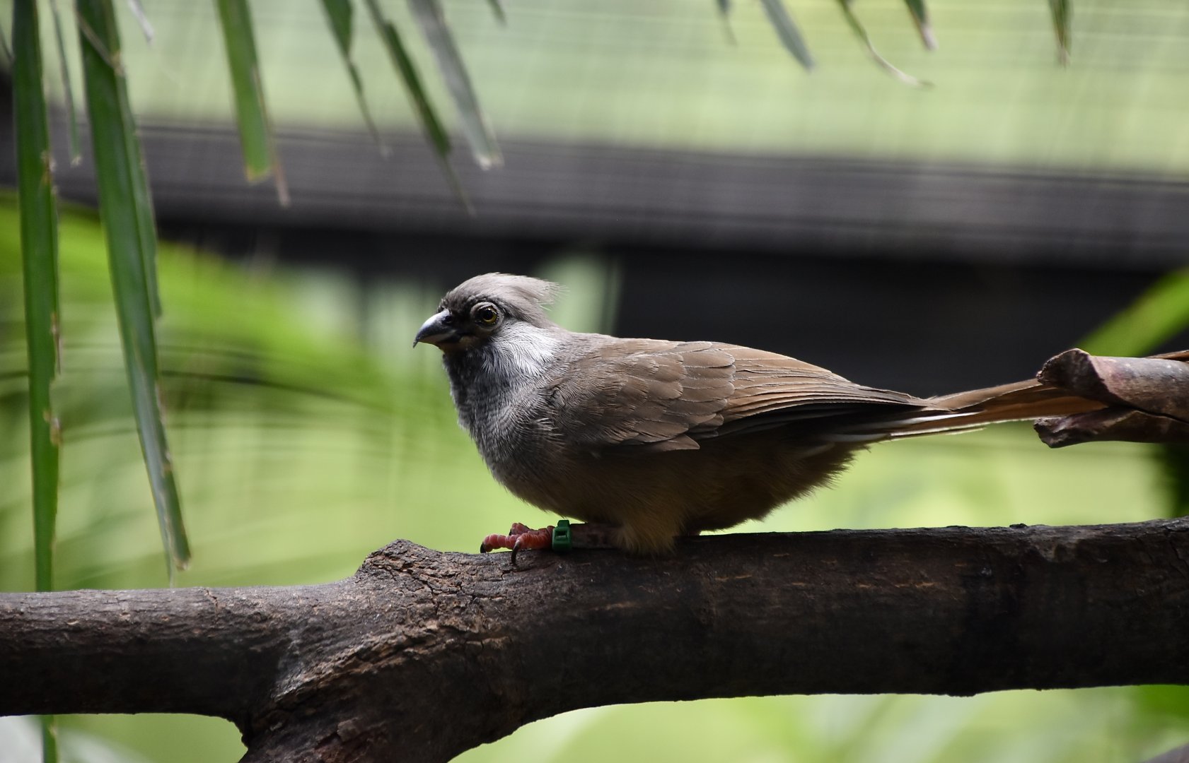 Speckled Mousebird (	Colius striatus)
