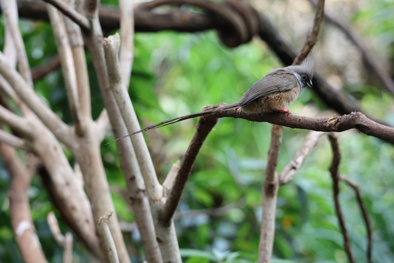 Speckled mousebird (Colius striatus)
