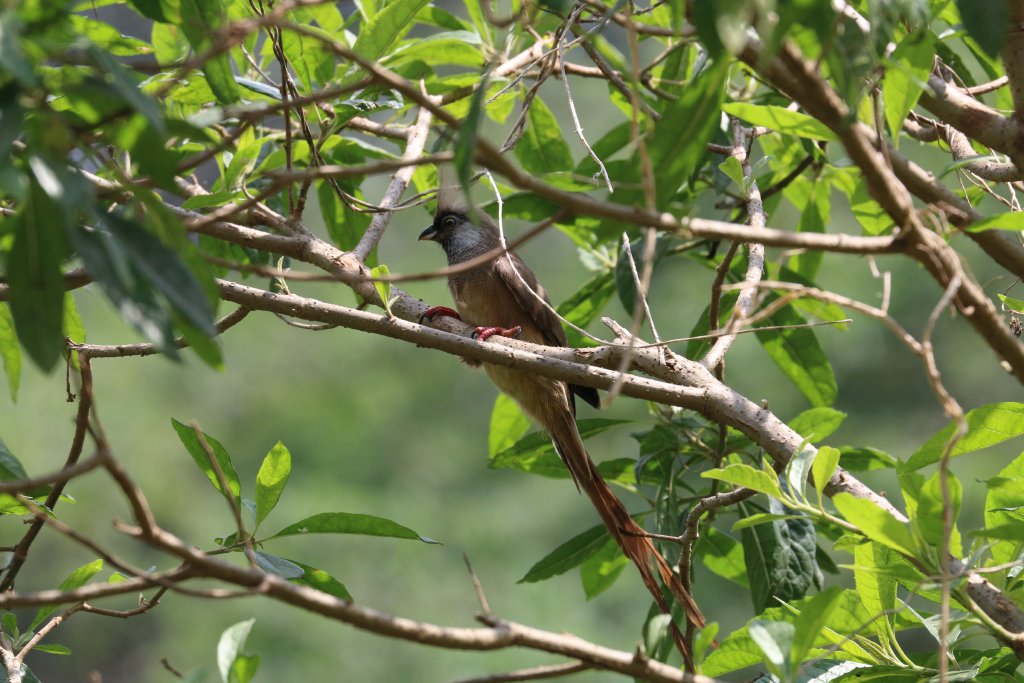 Speckled Mousebird - wild bird