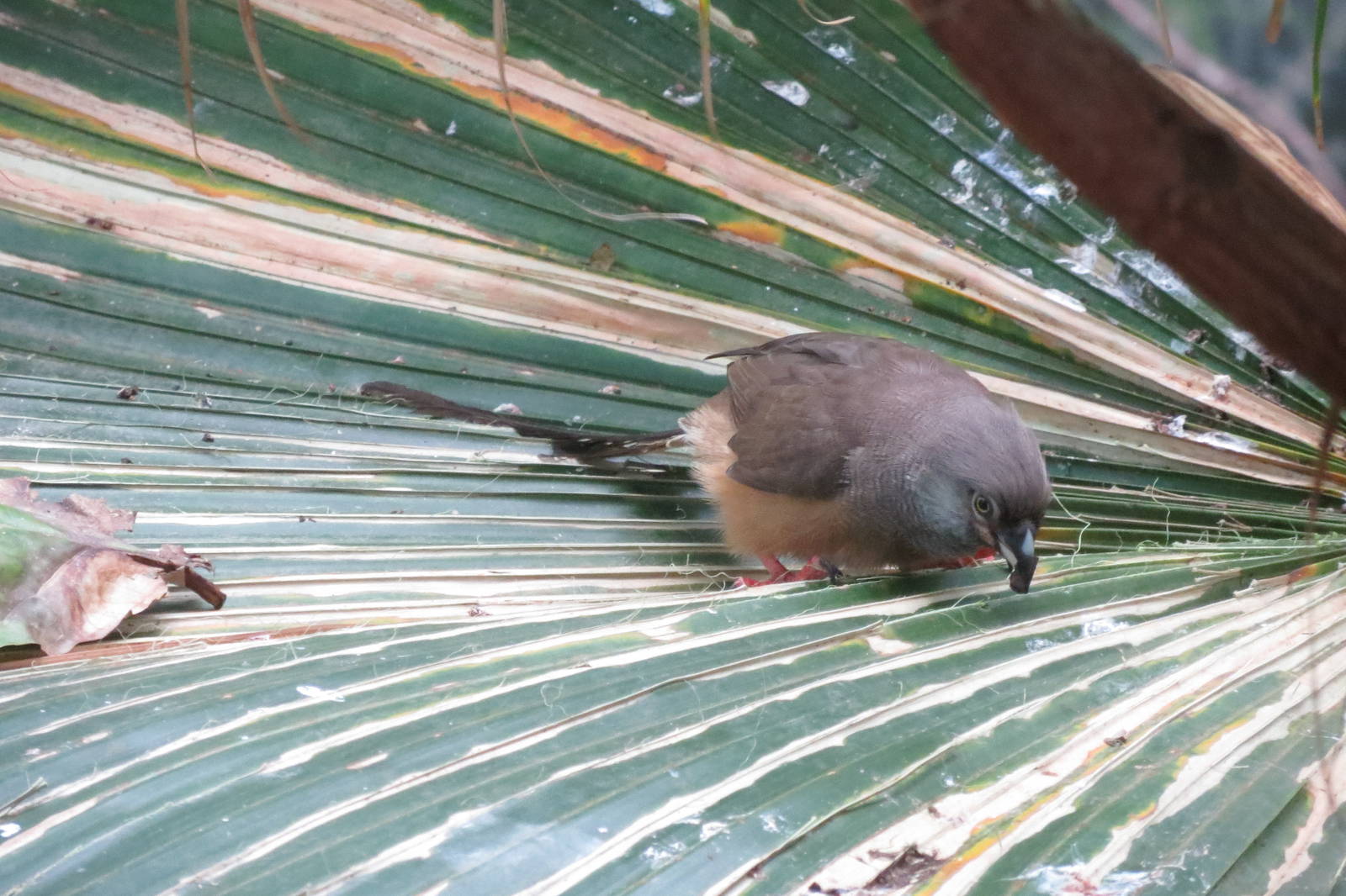 Speckled Mousebird - World of Birds 031215