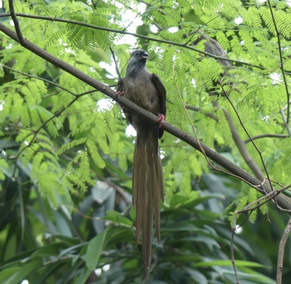 Speckled Mousebird - Zoo København - 26.05.25