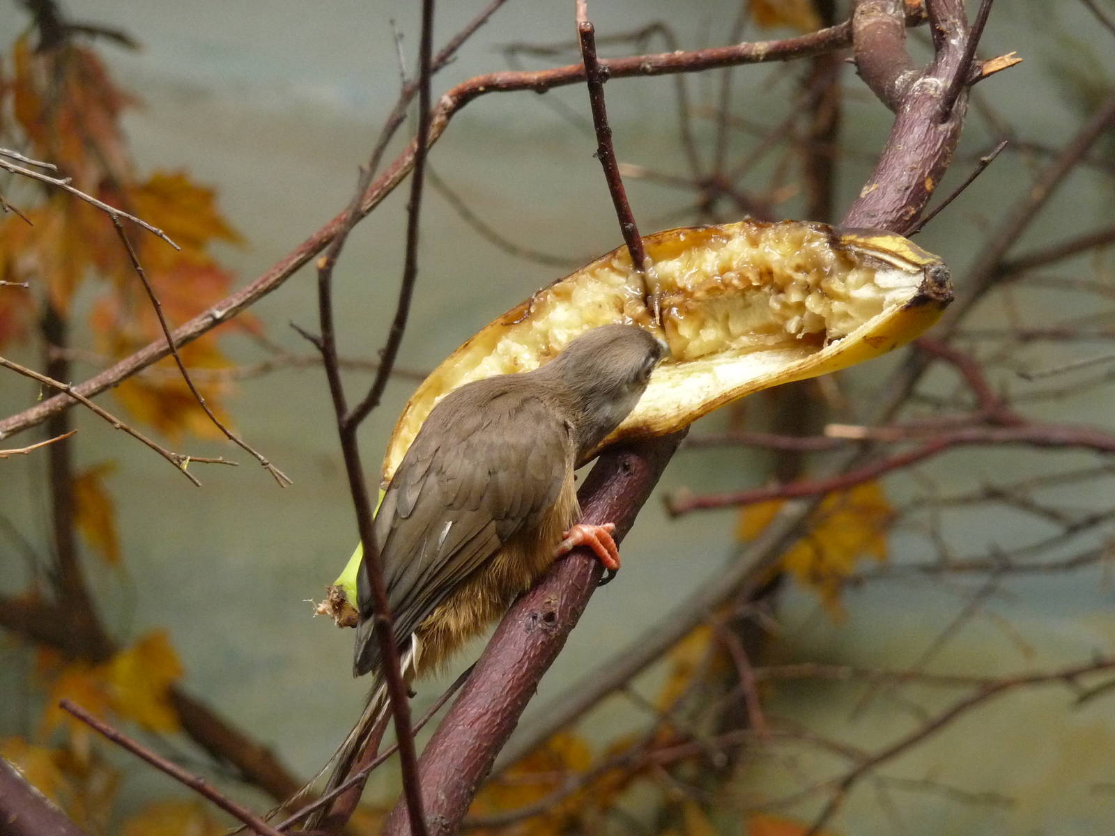 Speckled Mousebird