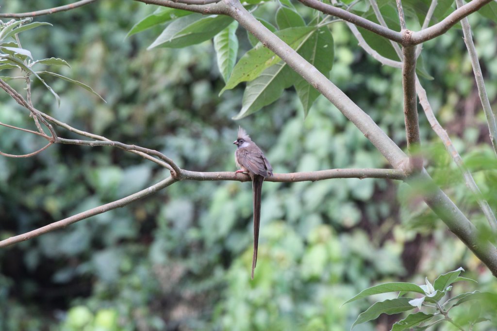 Speckled Mousebird