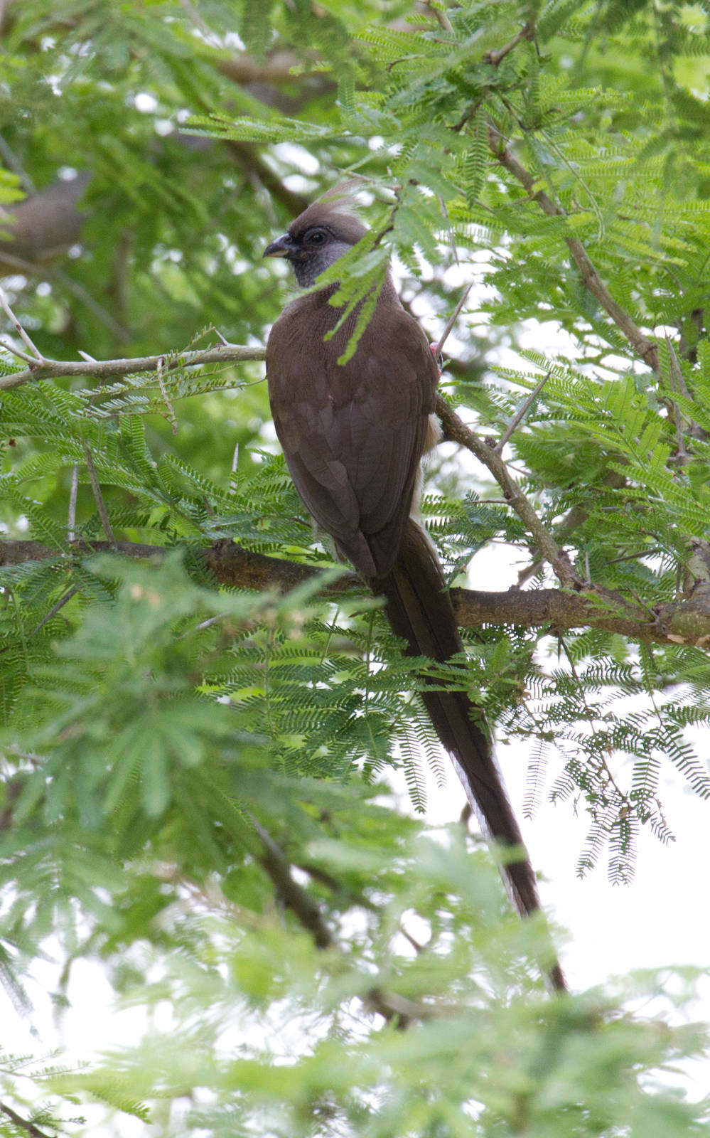 Speckled Mousebird