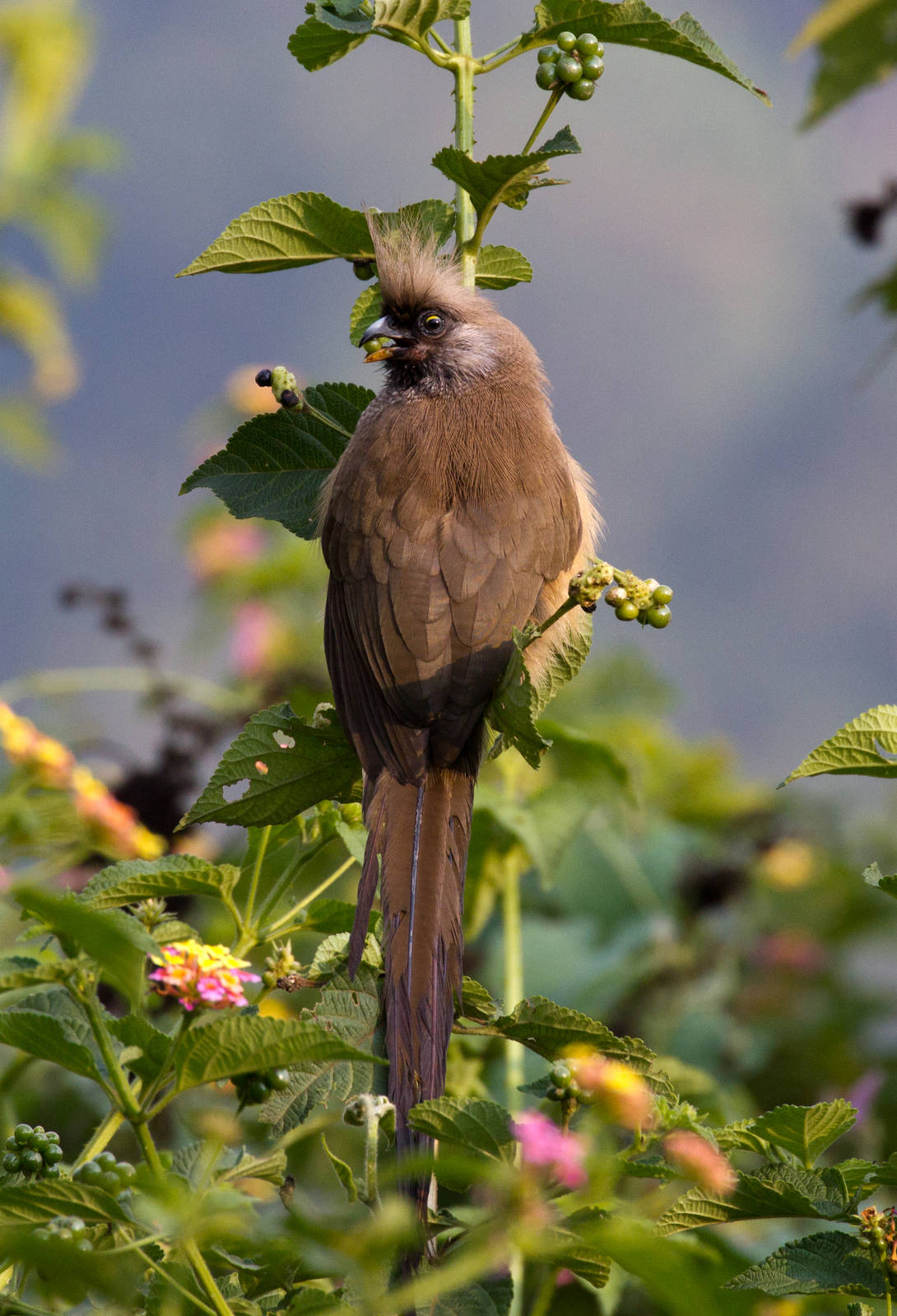 Speckled Mousebird