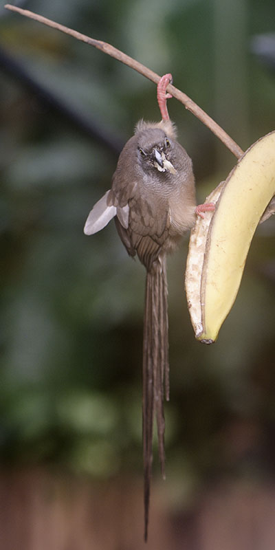 Speckled mousebird