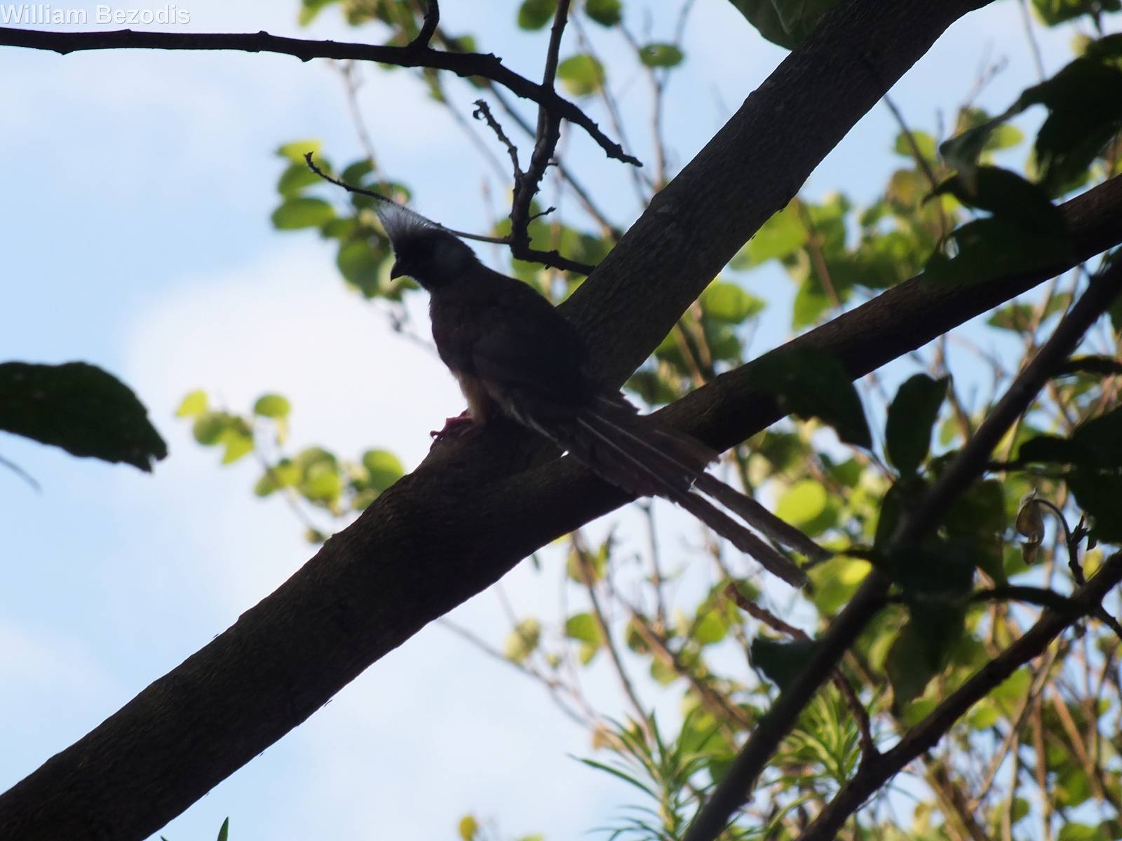 Speckled Mousebird