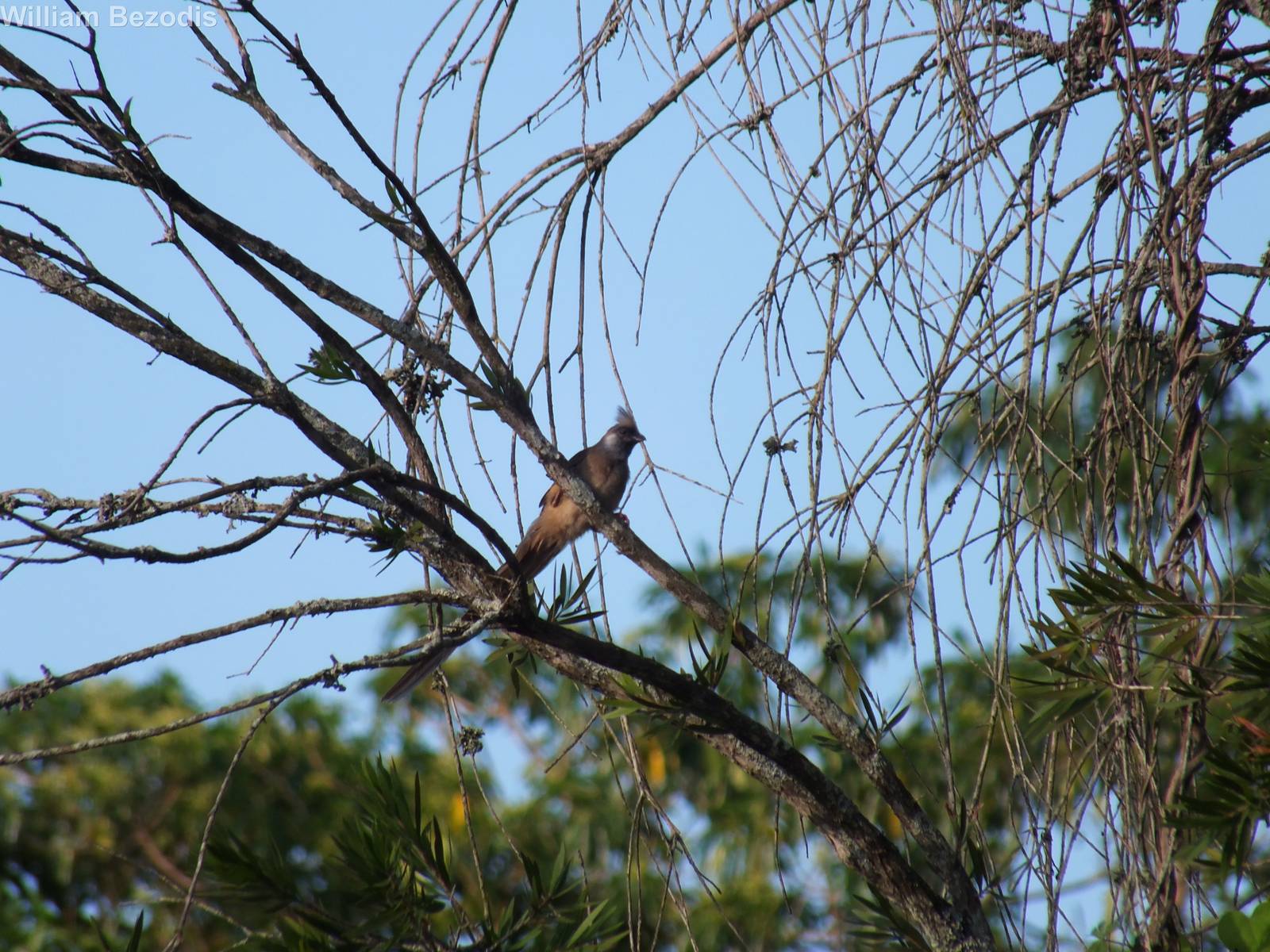 Speckled Mousebird