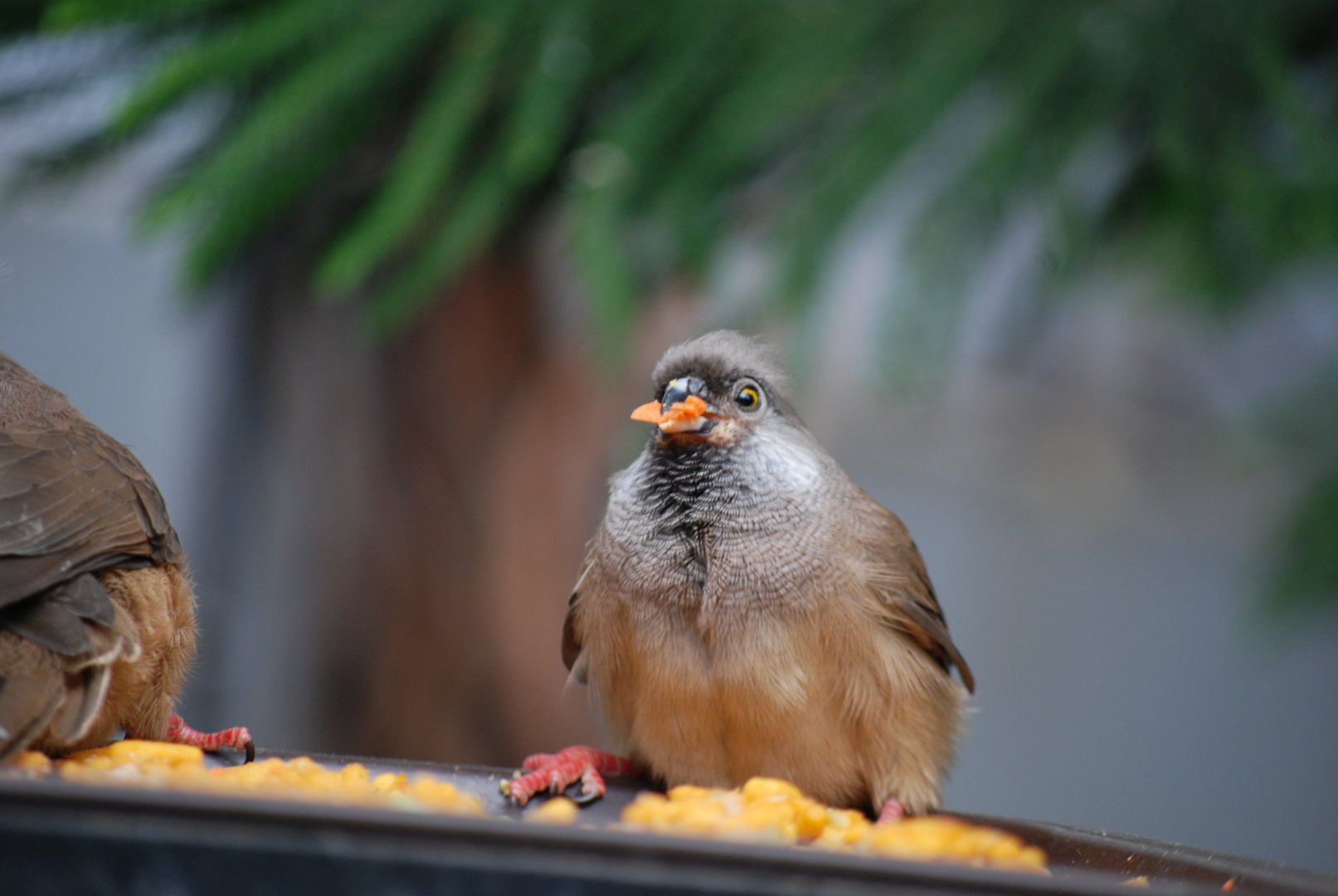 Speckled Mousebird