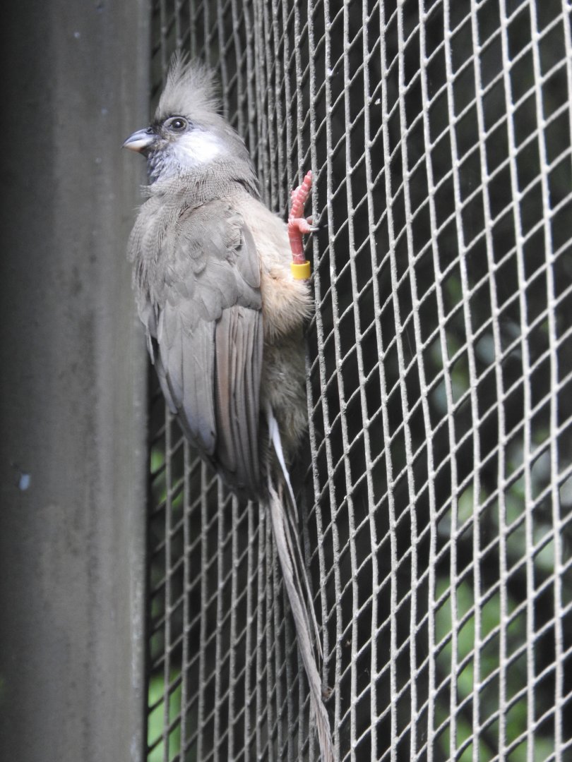 Speckled Mousebird