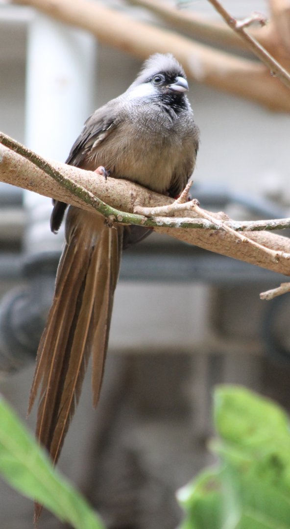 Speckled mousebird