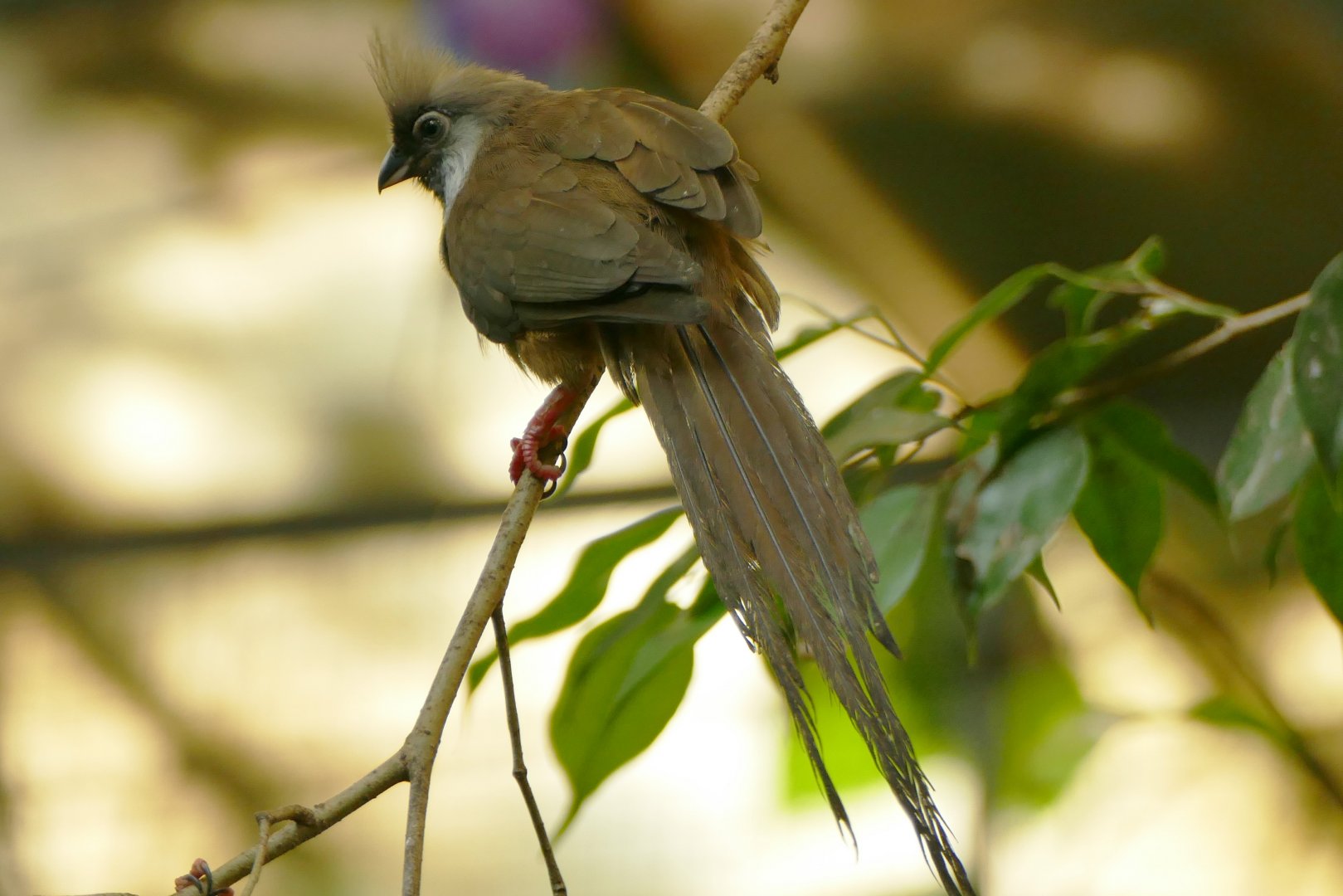 Speckled mousebird