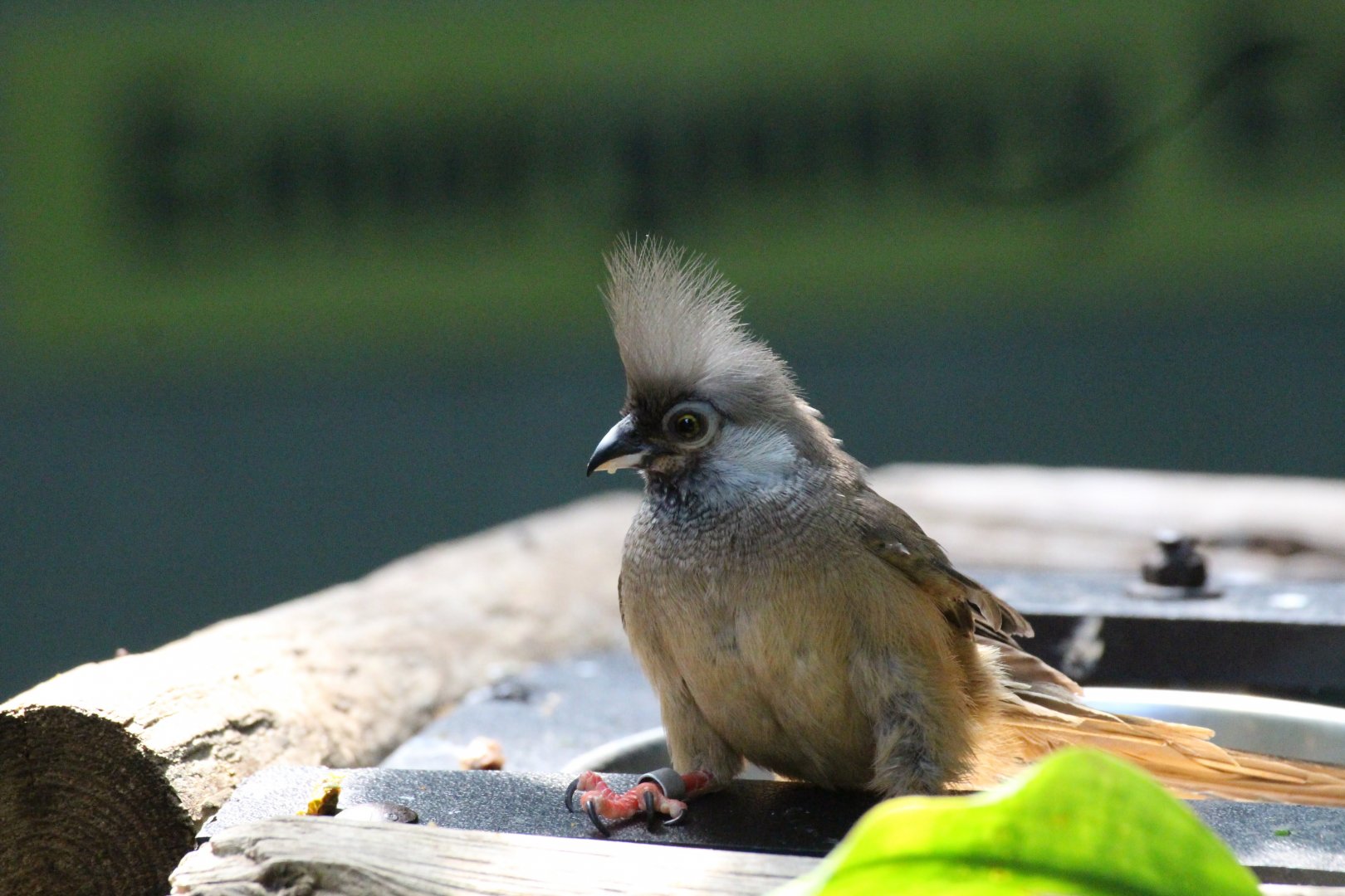 Speckled Mousebird