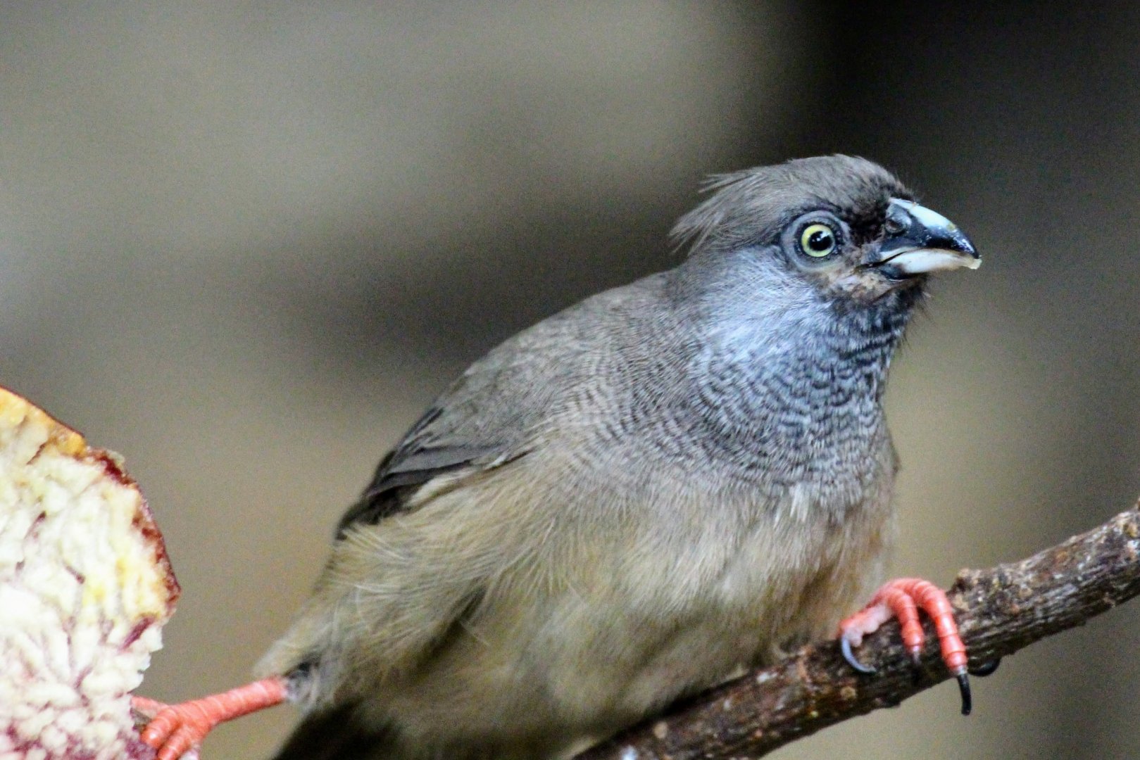 Speckled Mousebird