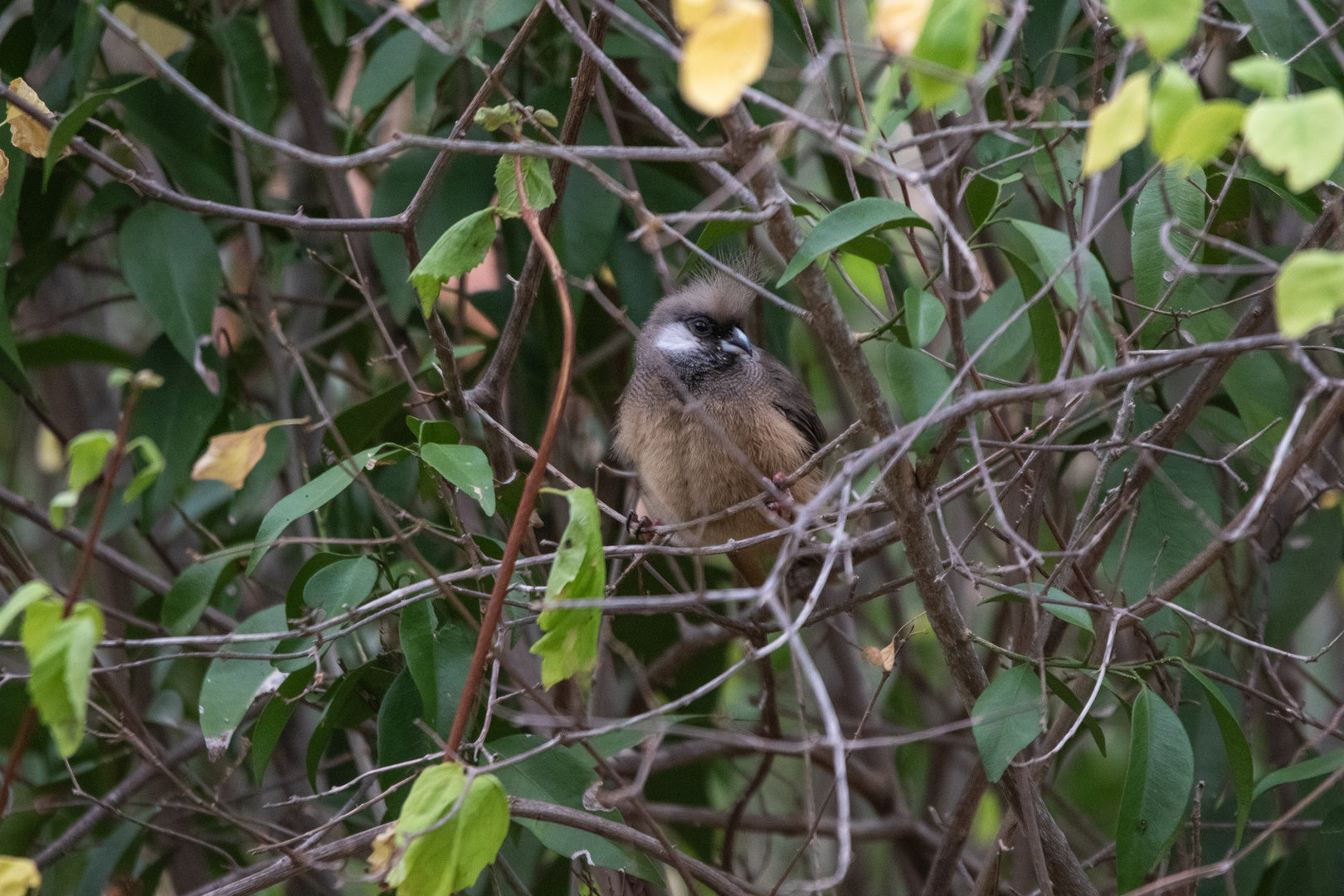 Speckled Mousebird