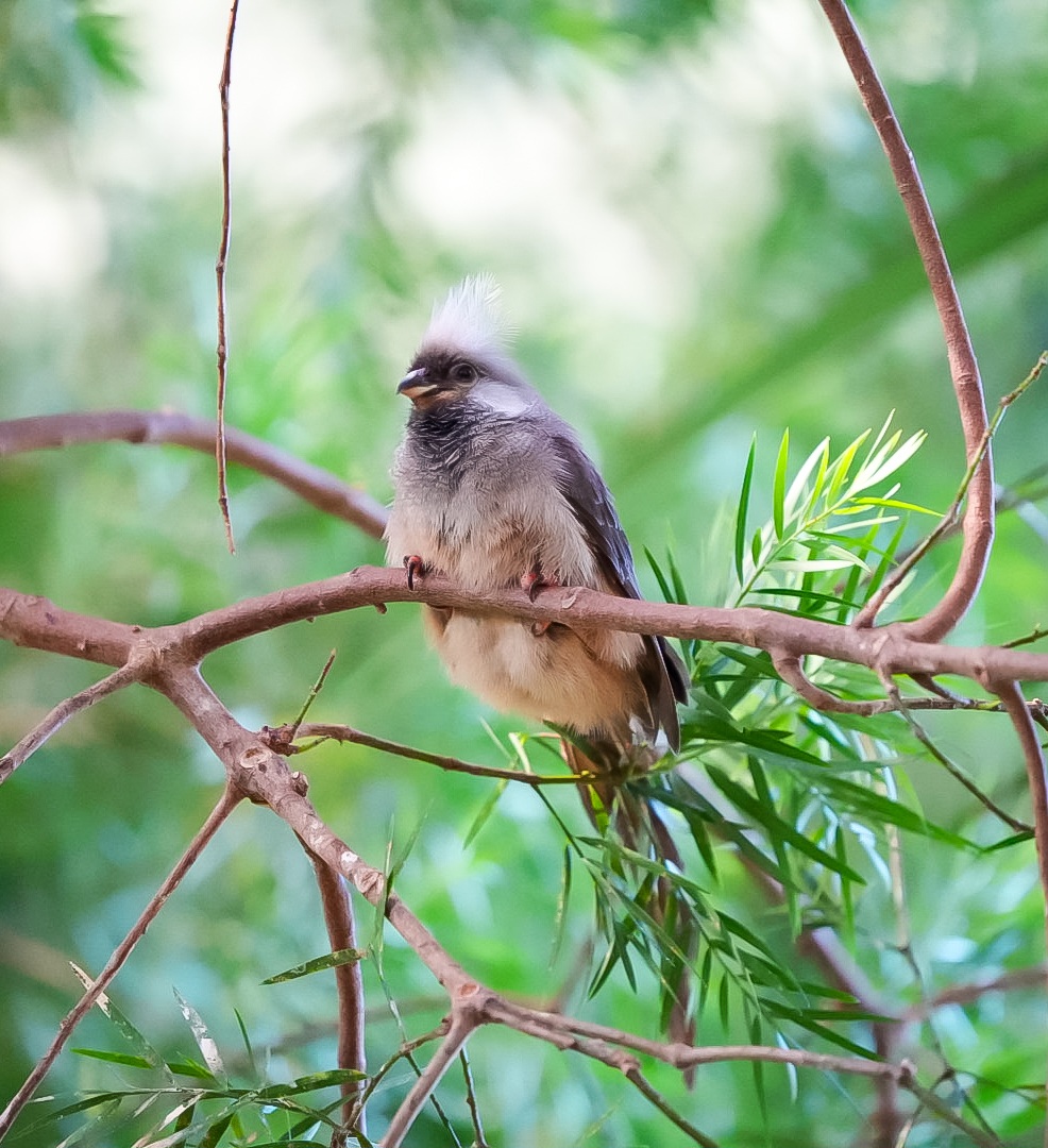 Speckled Mousebird