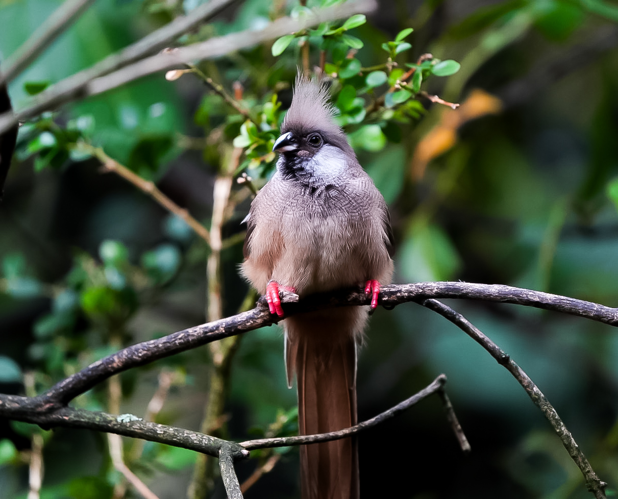 Speckled Mousebird
