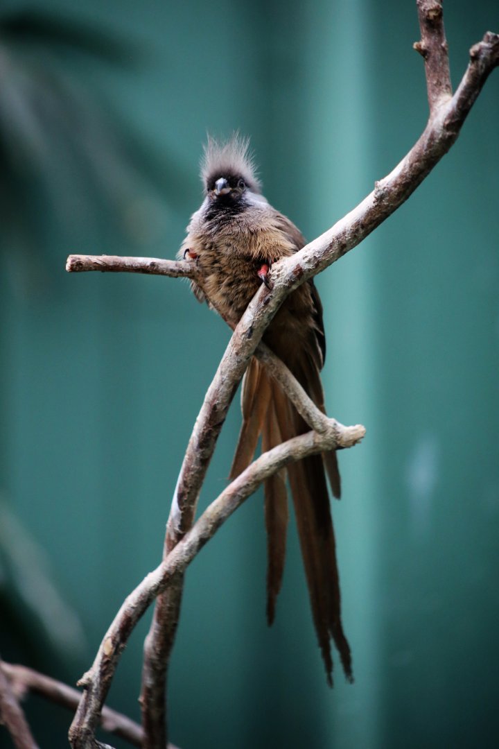 Speckled Mousebird