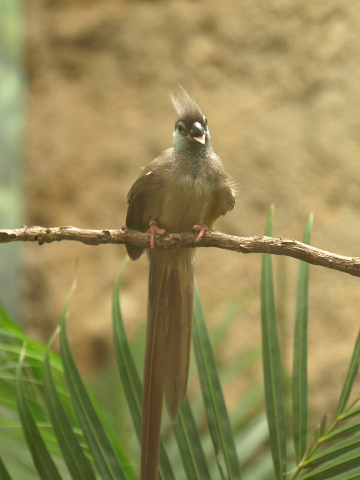 Speckled mousebird