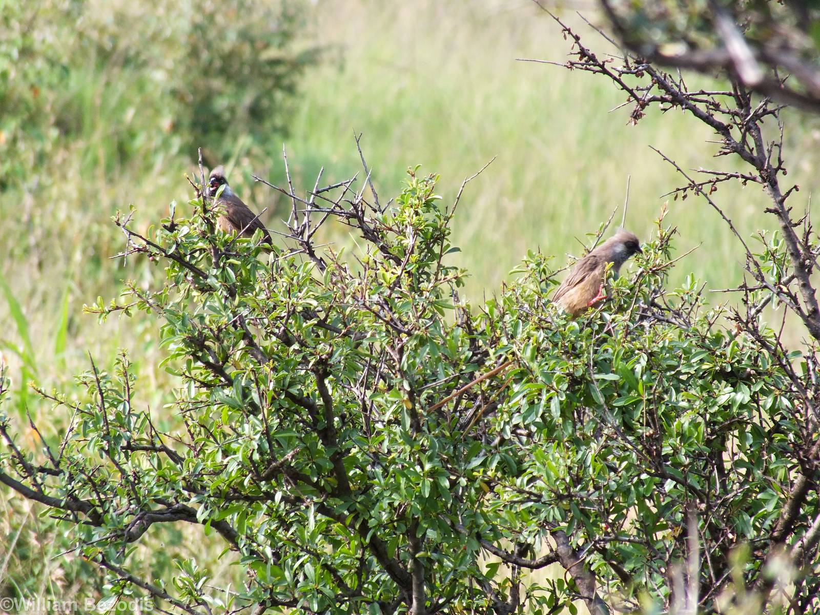 Speckled Mousebirds - Maasai Mara