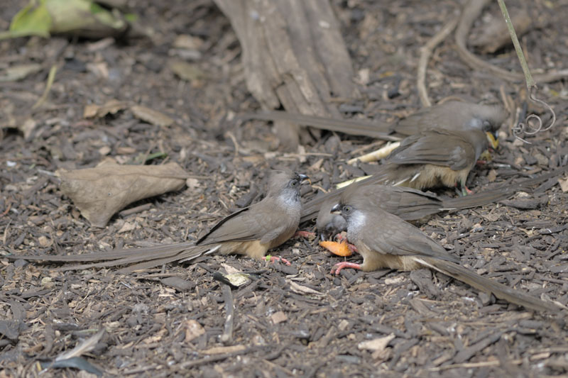Speckled mousebirds