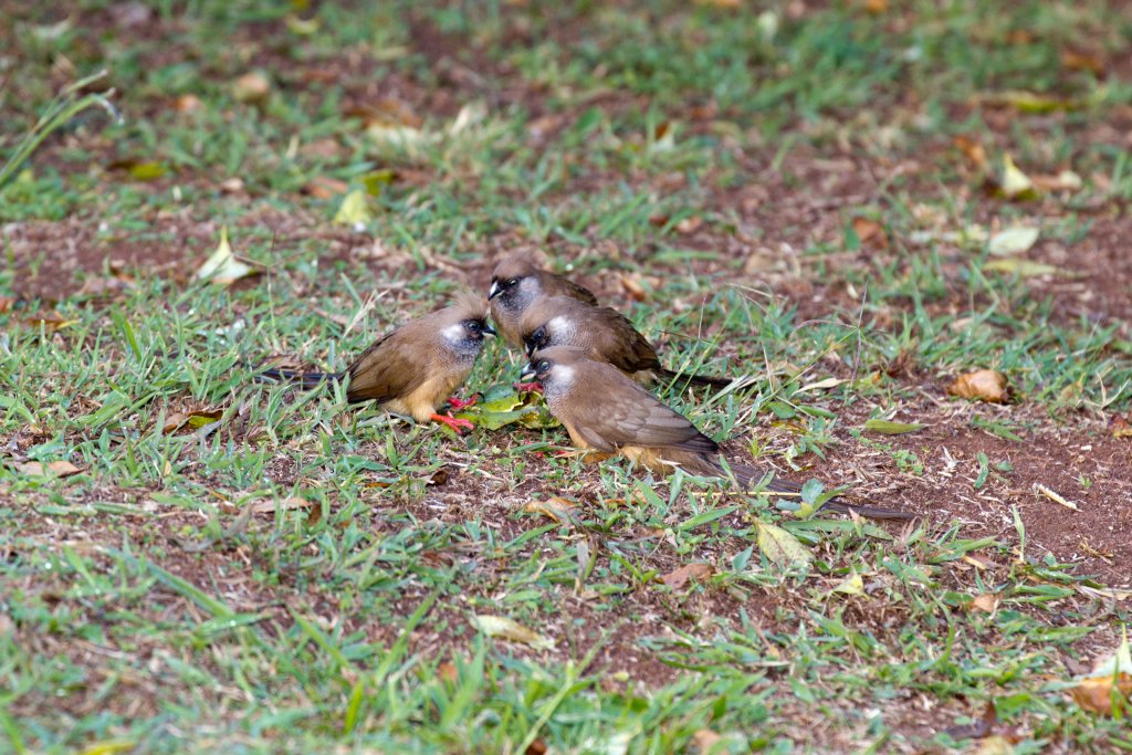 Speckled Mousebirds
