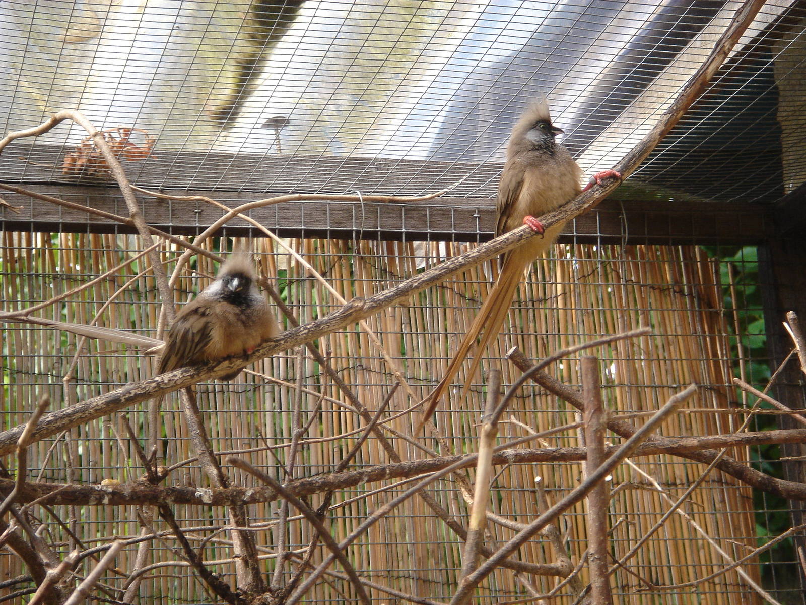 Speckled Mousebirds