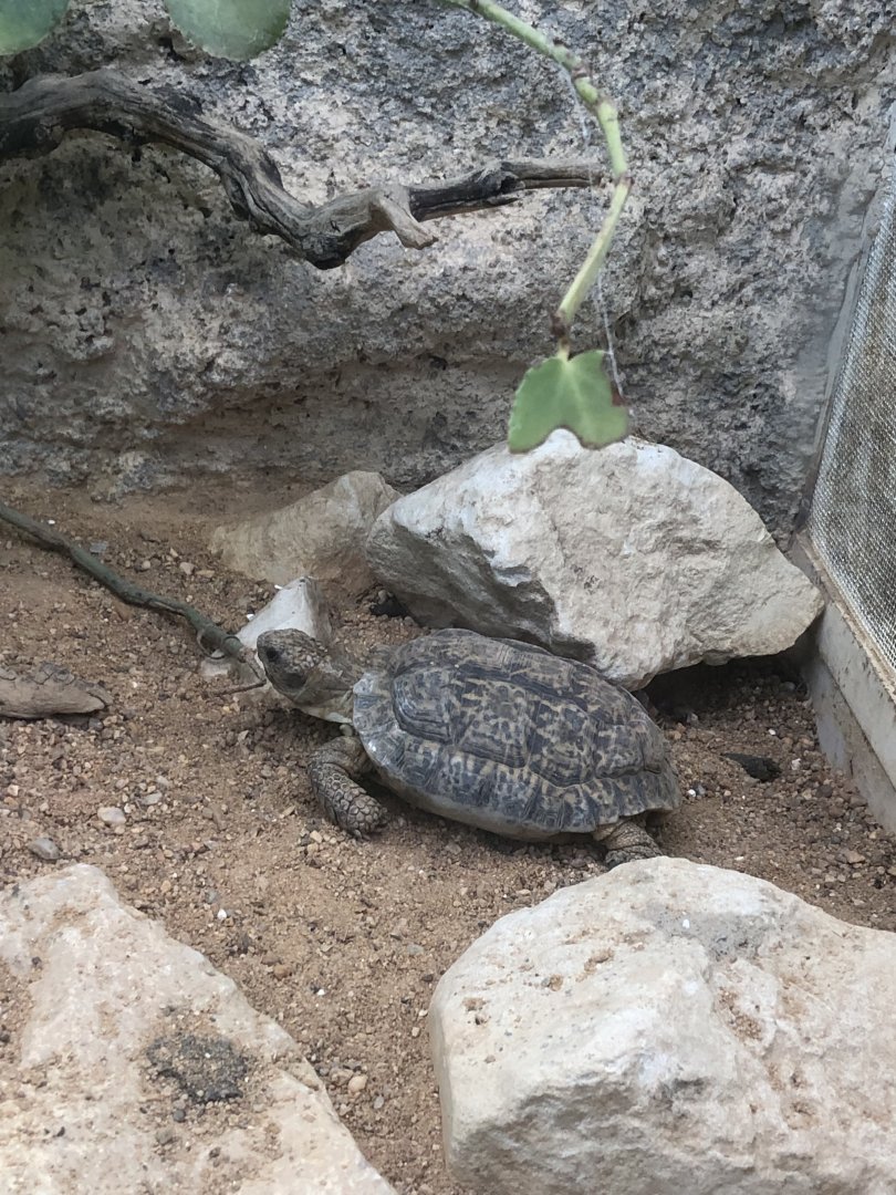 Speckled Padloper (Chersobius signatus)