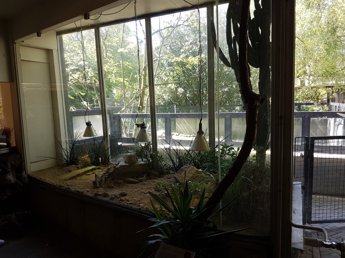 Speckled padloper-enclosure