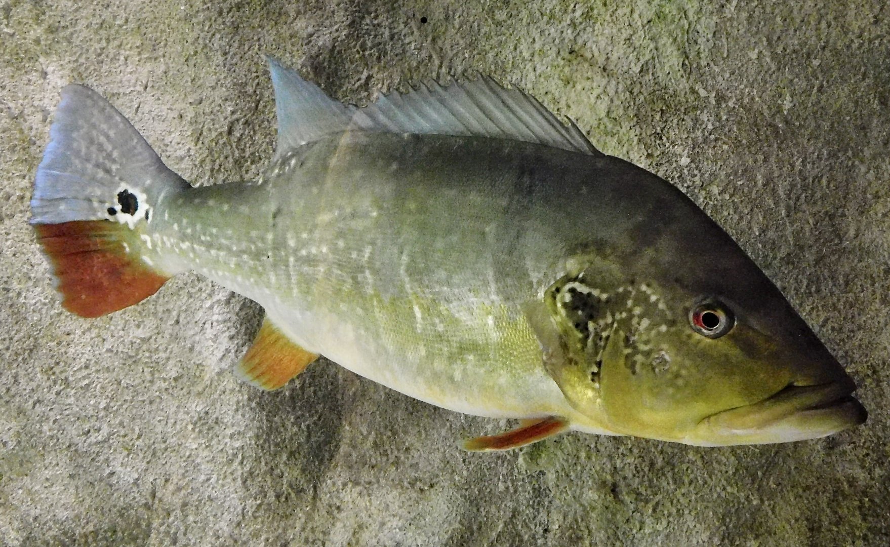 Speckled Pavon (Cichla temensis) - Kawasui Kawasaki Aquarium November 19, 2025