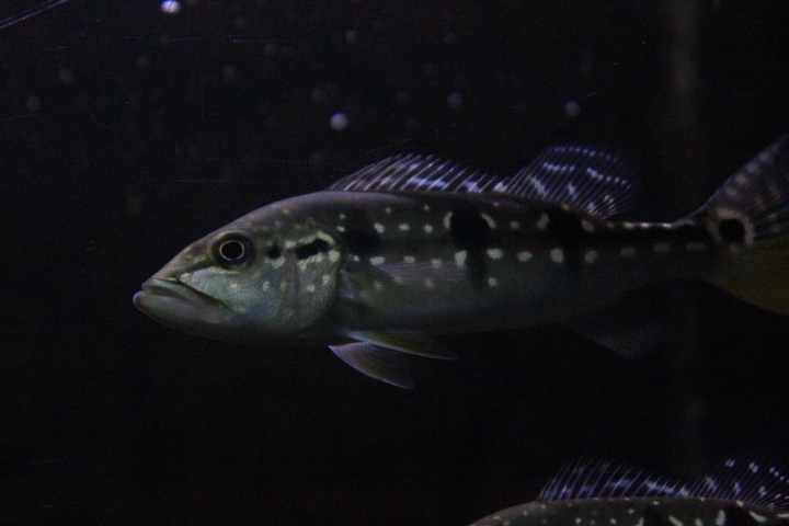 Speckled peacock bass (Cichla temensis)