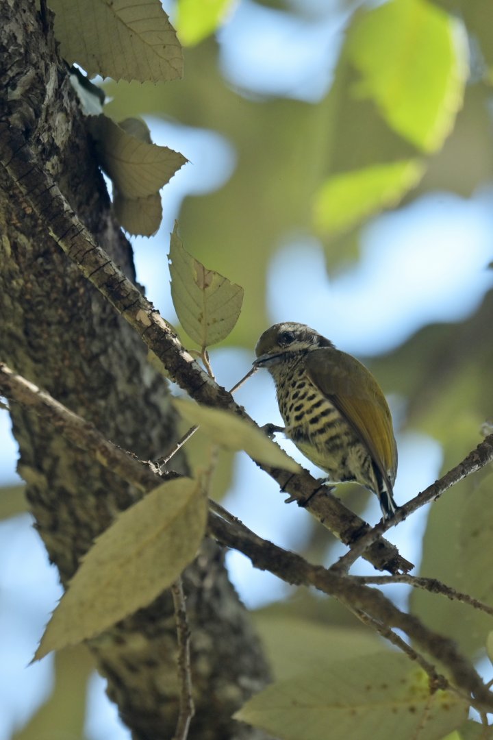 Speckled Piculet Picumnus innominatus
