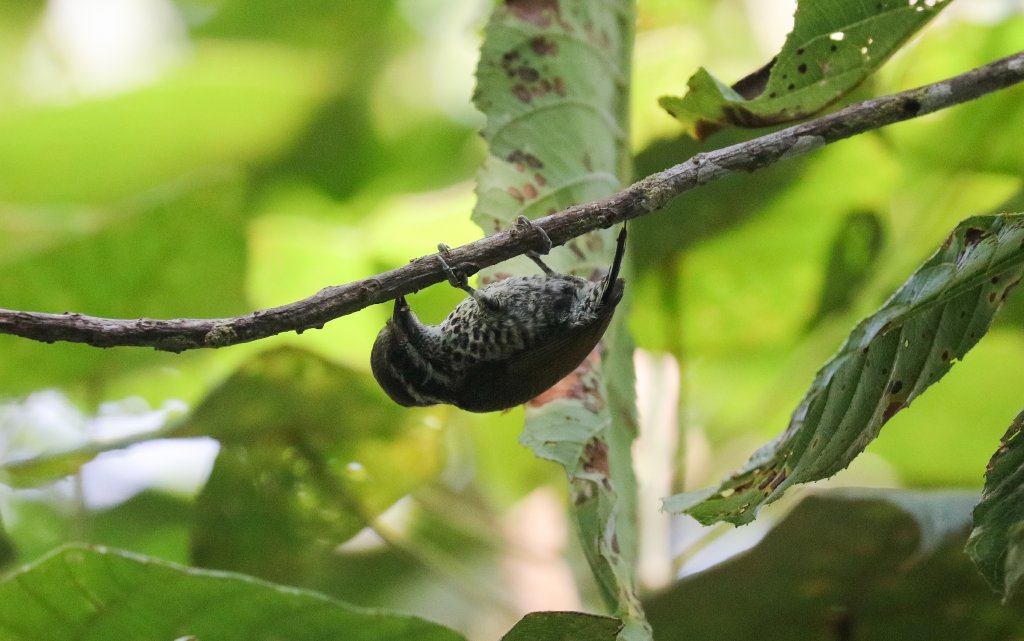 Speckled Piculet