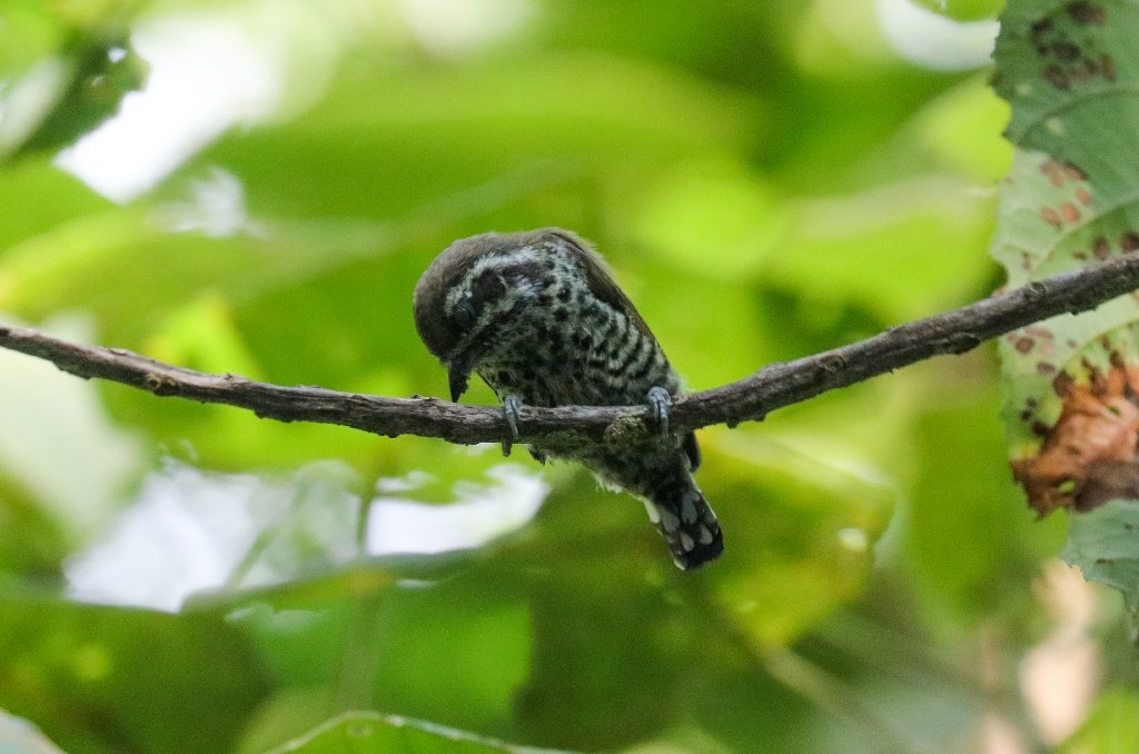 Speckled Piculet