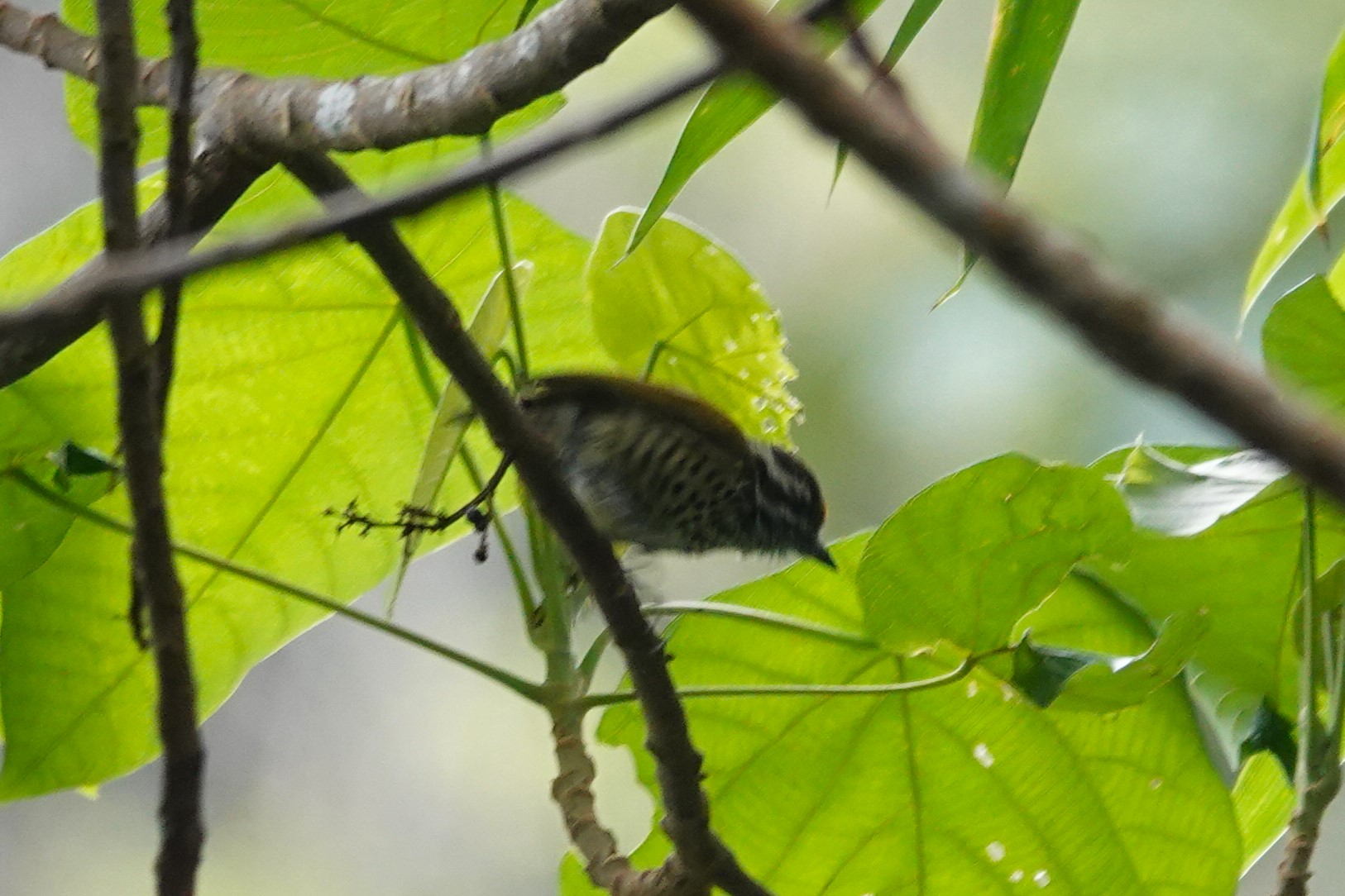 Speckled Piculet