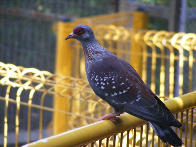 Speckled Pigeon 14.3.09